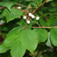 Cornus racemosa